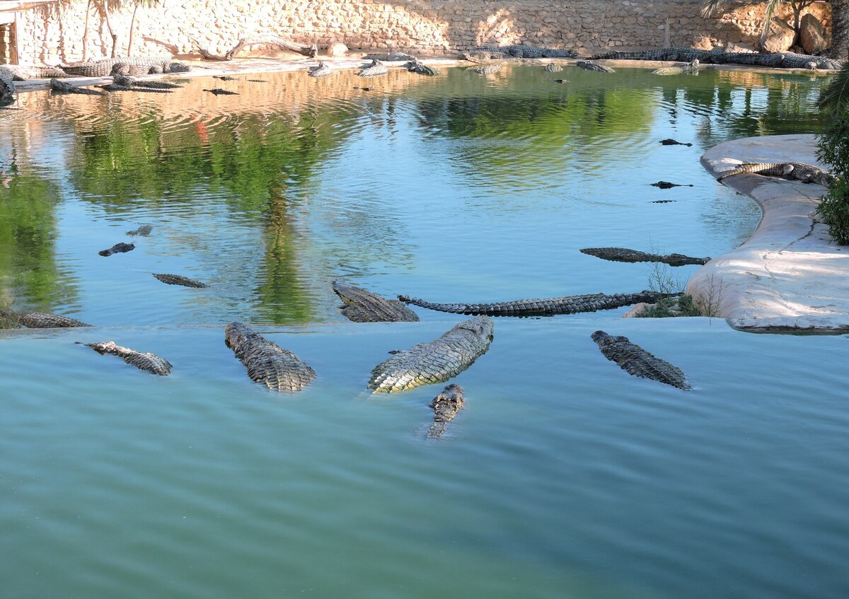 Крокодилы мирно плещутся в искусственном водоеме