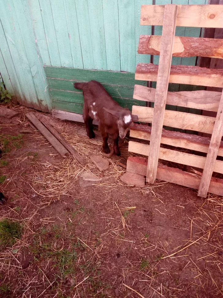 Ладин сынок, тоже хочет пробраться к индюшатам. Личное фото
