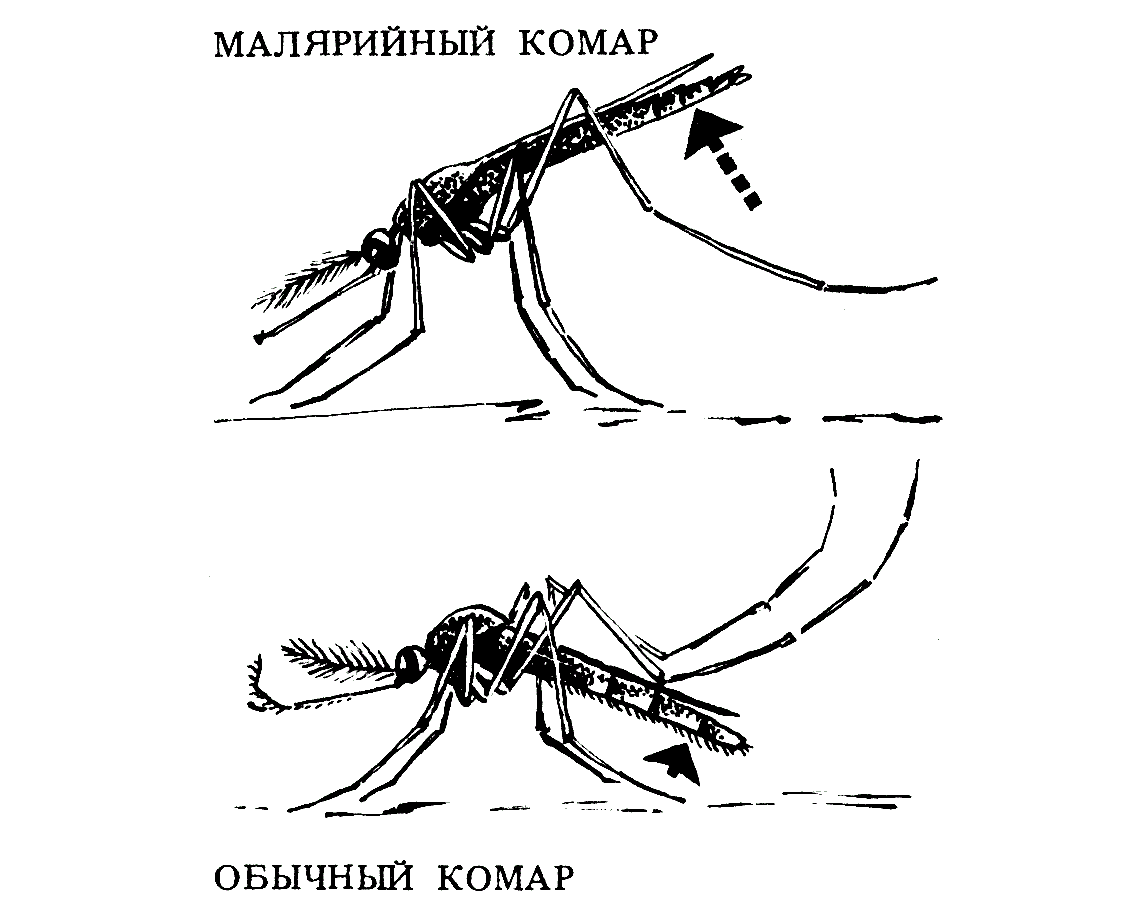 Чем опасна малярия. Малярийный комар. Анофелес малярийный. Малярия комар.