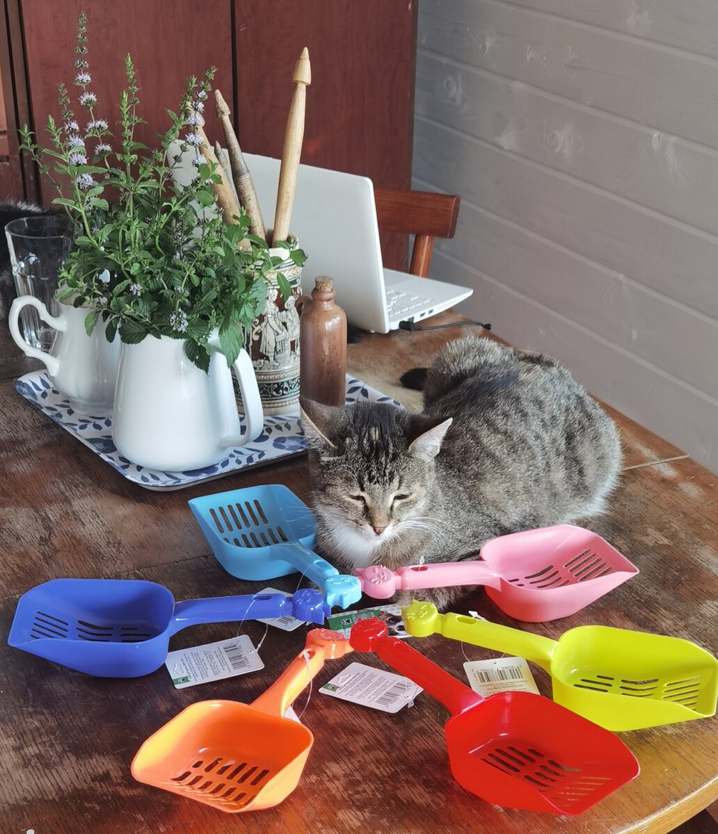 Катюшка гадает на цветике-шестицветике: любит-не любит-покормит-забудет-в Санаторий возьмёт-в спальне запрёт