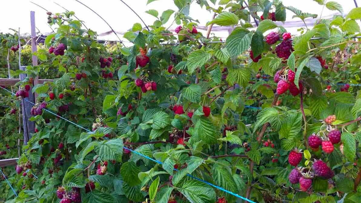 Как правильно подвязывать малину