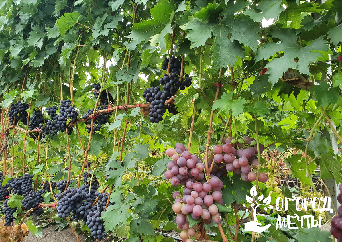 Виноград в первый год выращивания – советы по правильной посадк�е и уходу