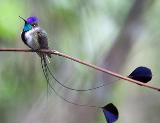  Дивный шпательтэил