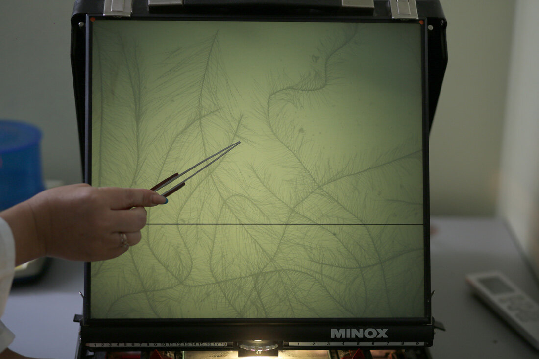 Чтобы отобрать лучшие партии, пух изучают под микроскопом