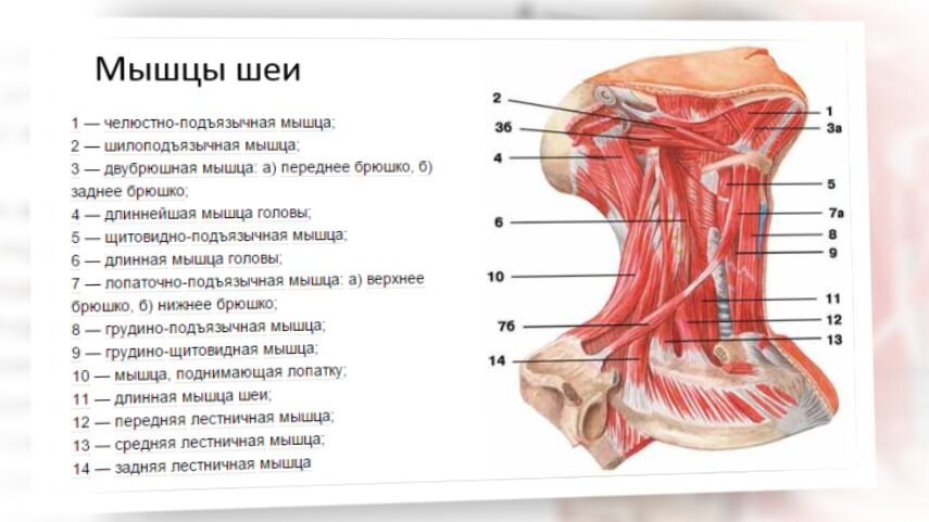 Как сделать расслабляющий массаж мужчине на 23 февраля | ЗДОРОВЬЕ | АиФ Красноярск