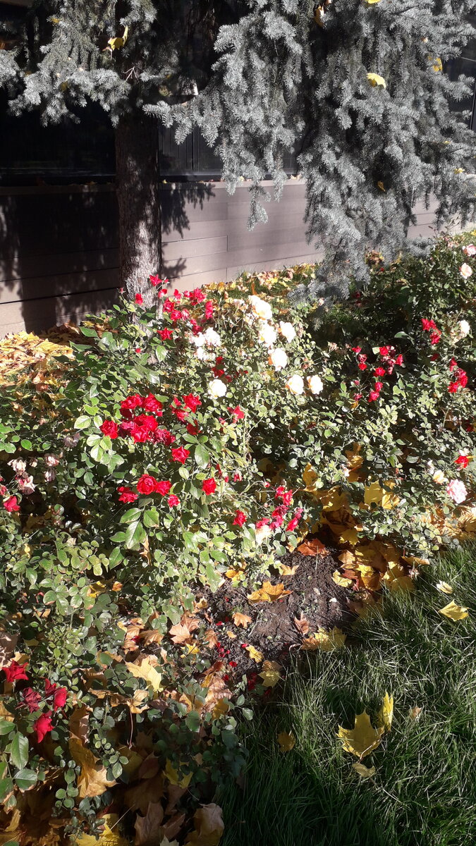 Осенние розы в Парке Горького