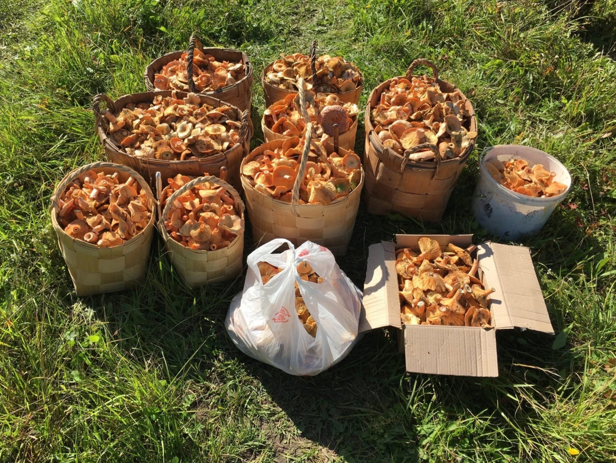 Наш "улов" за 2 часа :) 