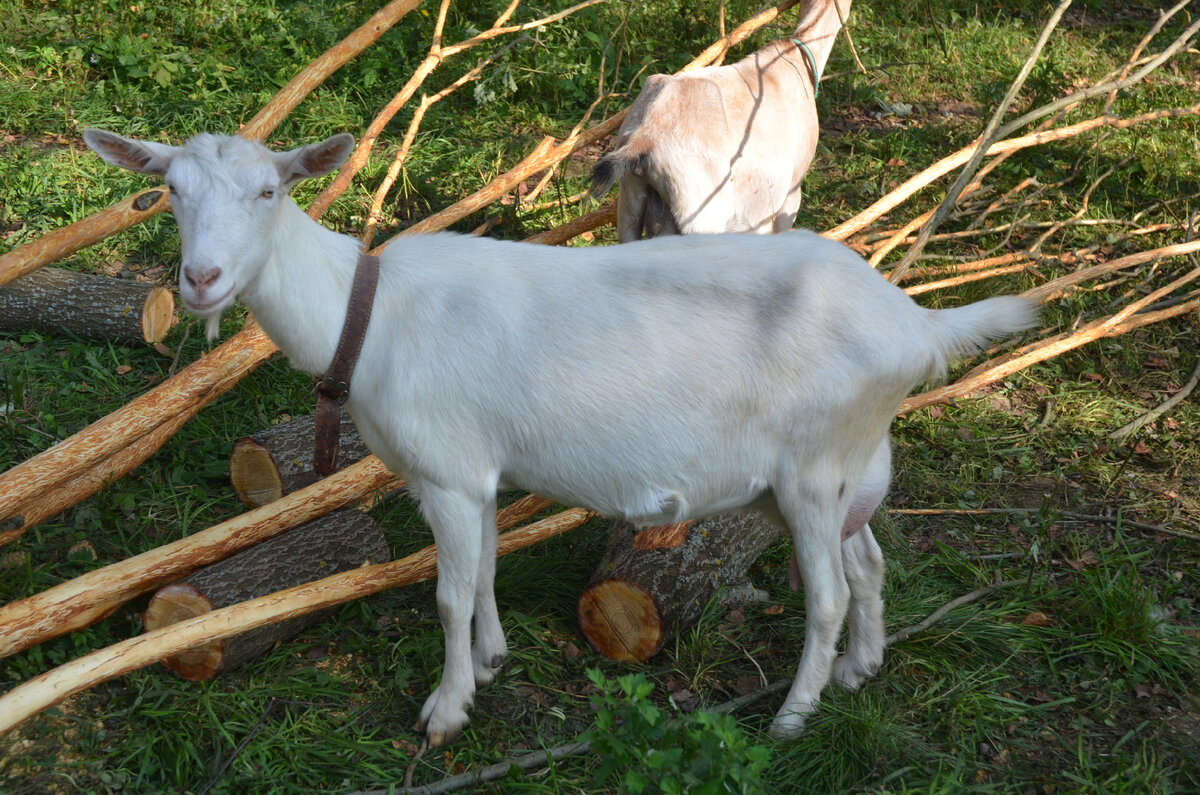 Как меняется молоко коз в течение сезона