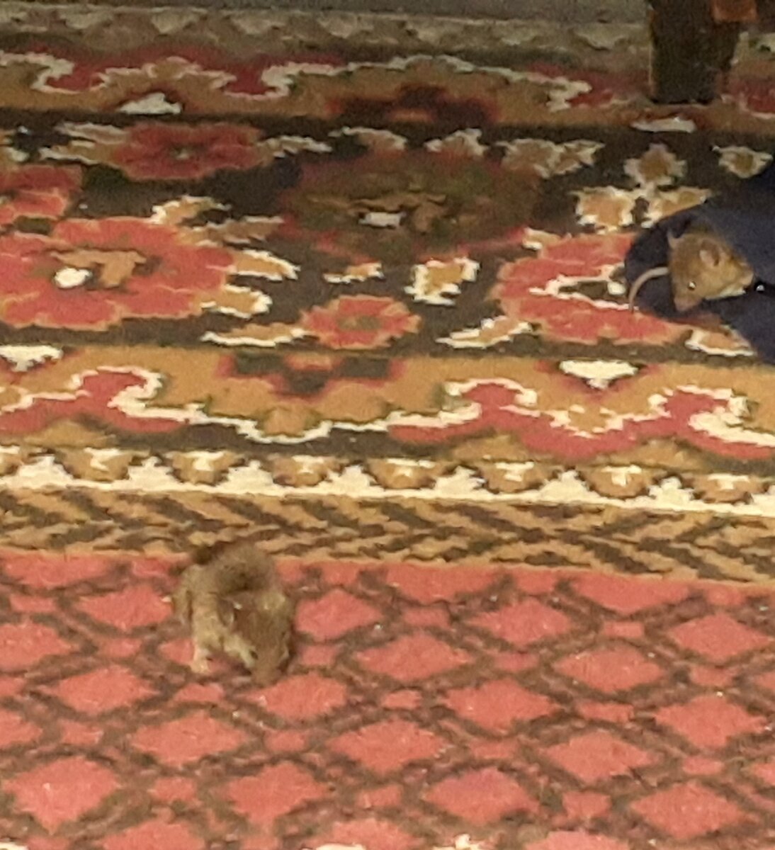 Вот эти маленькие негодяи обидчики.