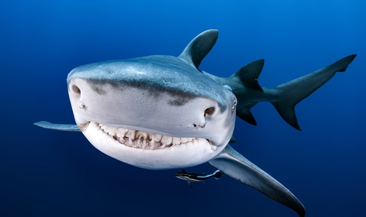 Источник: yandex.ru