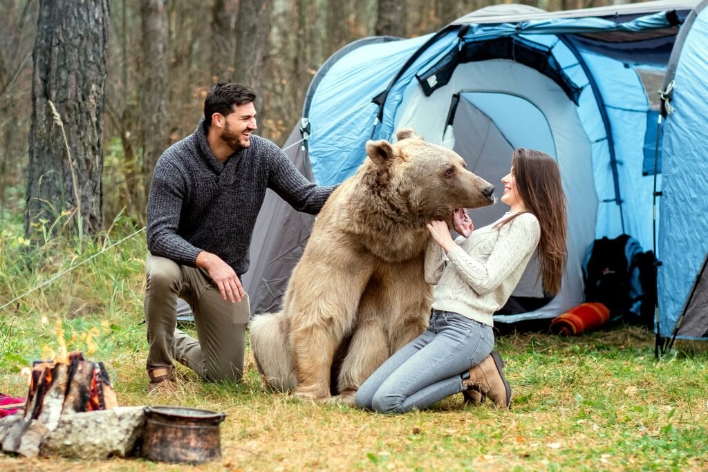 Последняя фотография медведь в палатке