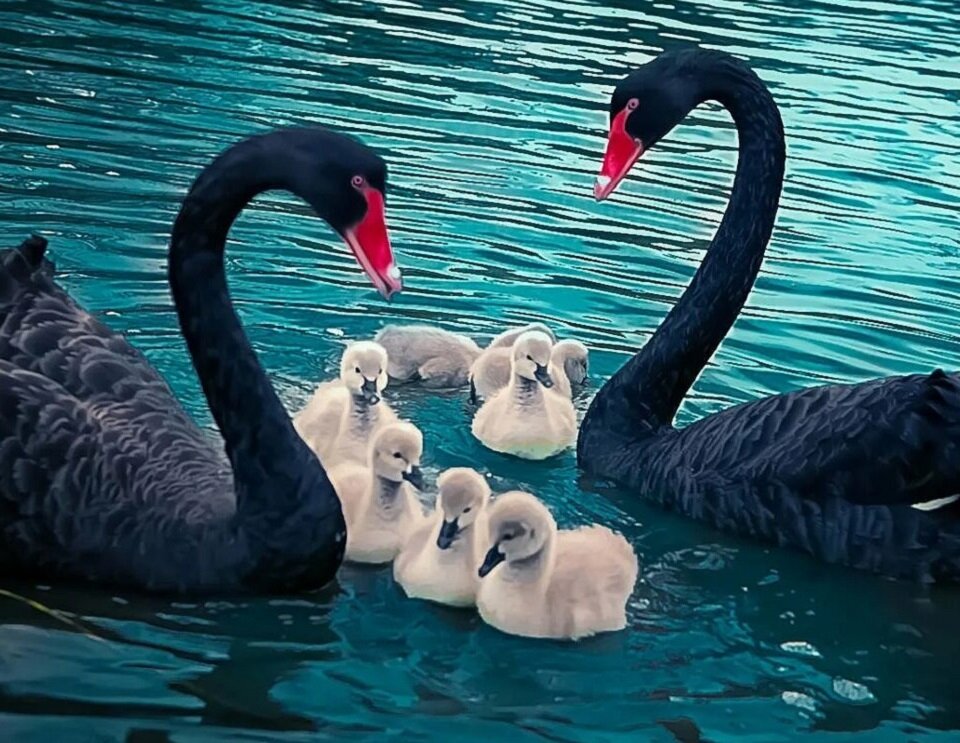 Лебеди – очень заботливые родители