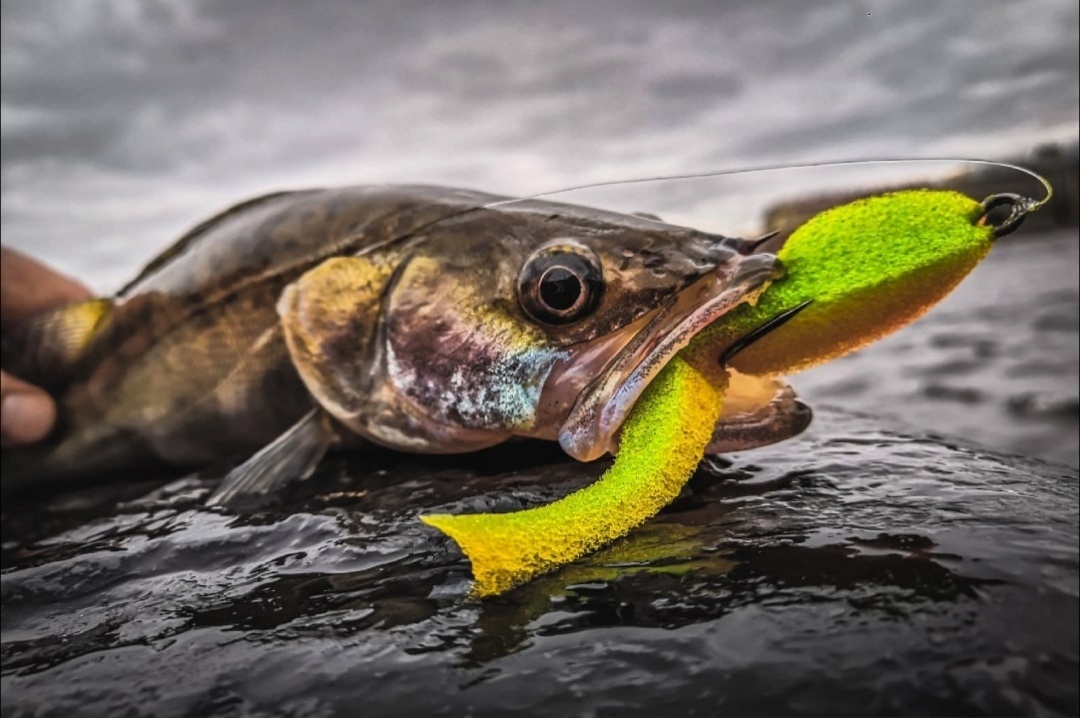 Отводной поводок + мягкий поролон, принесли мне вот такого зубастого красавца!)