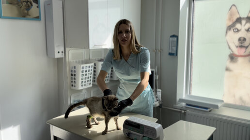 краснодар ветеринарная клиника собачье сердце краснодар | Дзен