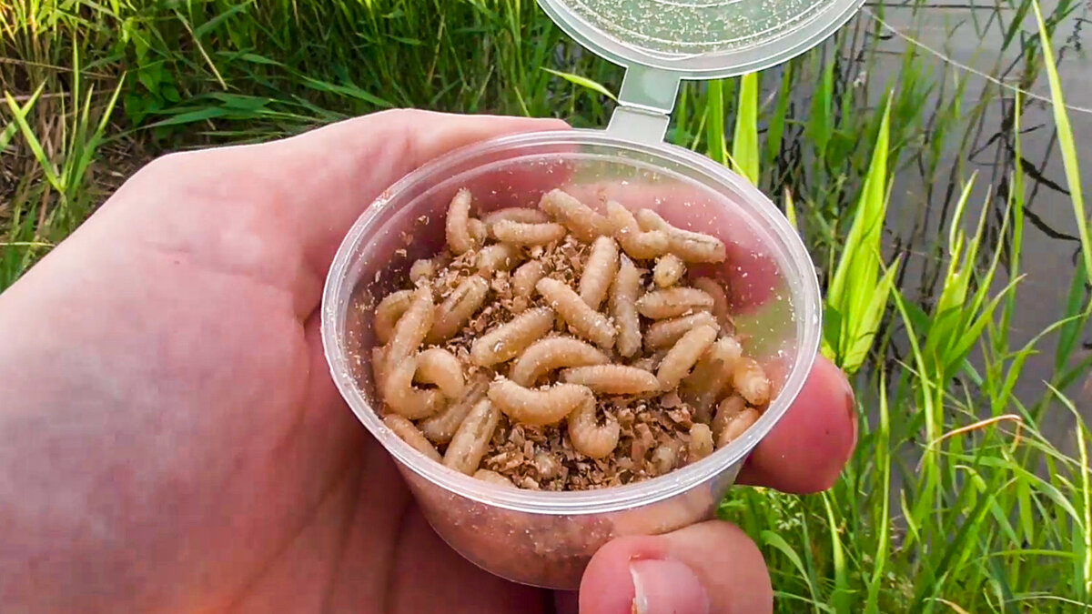 Стандартная порция опарыша