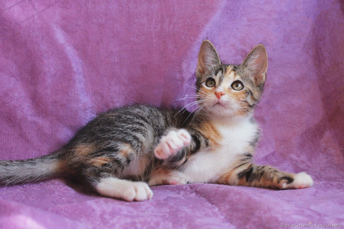 © ВСЕ ОТТЕНКИ КОШАЧЬЕГО. Веснушка до болезни.