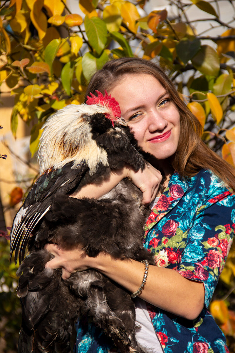 Лпх Козырь, петух породы Фавероль 