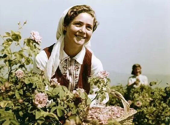 Болгарские женщины собирают розы, которые пойдут на розовое масло для духов. Конец 1950-х годов
