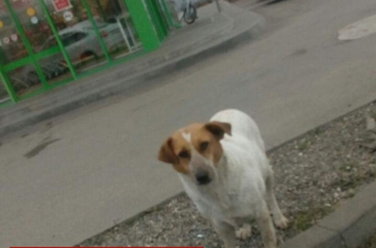    В отравлении собаки в Московском жители подозревают местного чиновника