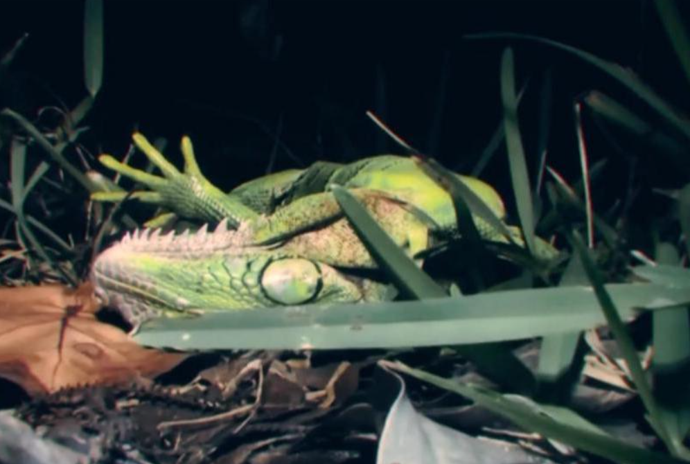 А ночью ожидается выпадение осадков в виде игуаны. Фото: bing.com