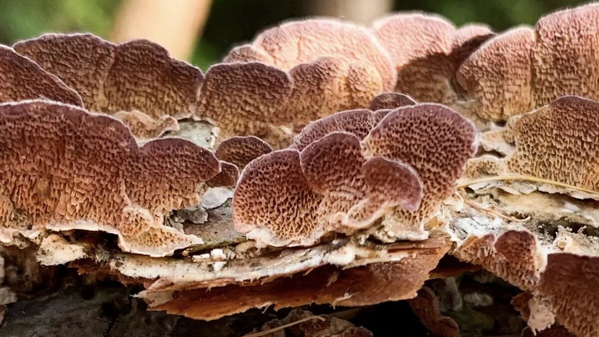 Найдены древесные грибы, у которых больше 17 тысяч полов