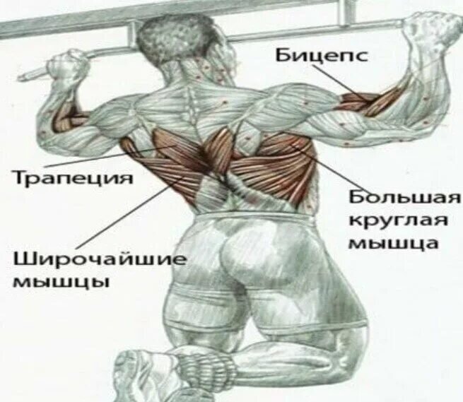 Как накачать крылья (широкие мышцы спины) | fitline-sport | Дзен