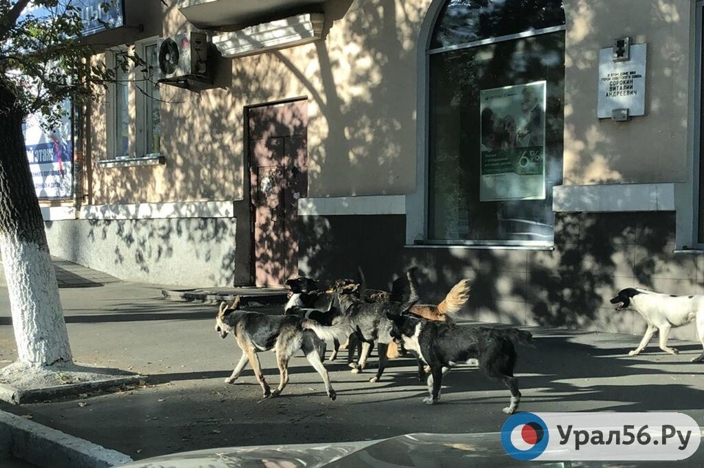    Бродячие собаки разгуливают неподалеку от школ и детских садов Орска (видео)