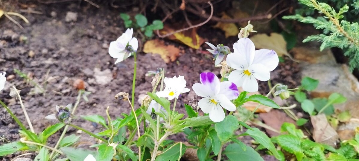 И крошка виола - симпатичный самосев. Росла все лето, сейчас обстригла отцветшие стебли, оставила совсем немного
