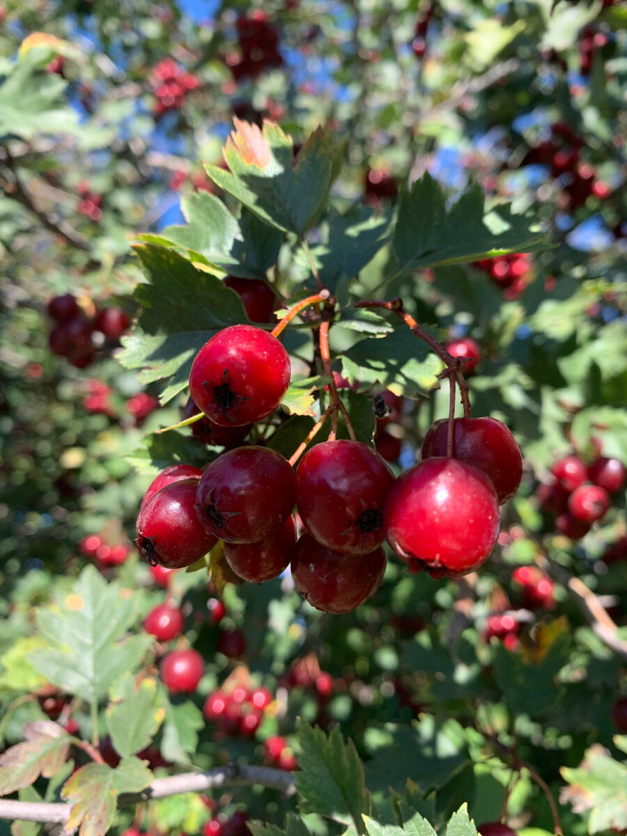 Боярышник растёт у нашего дома. Весной обильно цвёл, а сейчас всё дерево усыпано ягодами