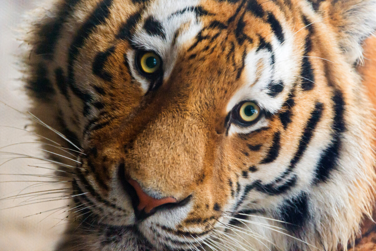 Melancholic Lailek от пользователя Tambako The Jaguar на flickr, 14 декабря 2013 года. Фото опубликовано без изменений (CC BY-ND 2.0).