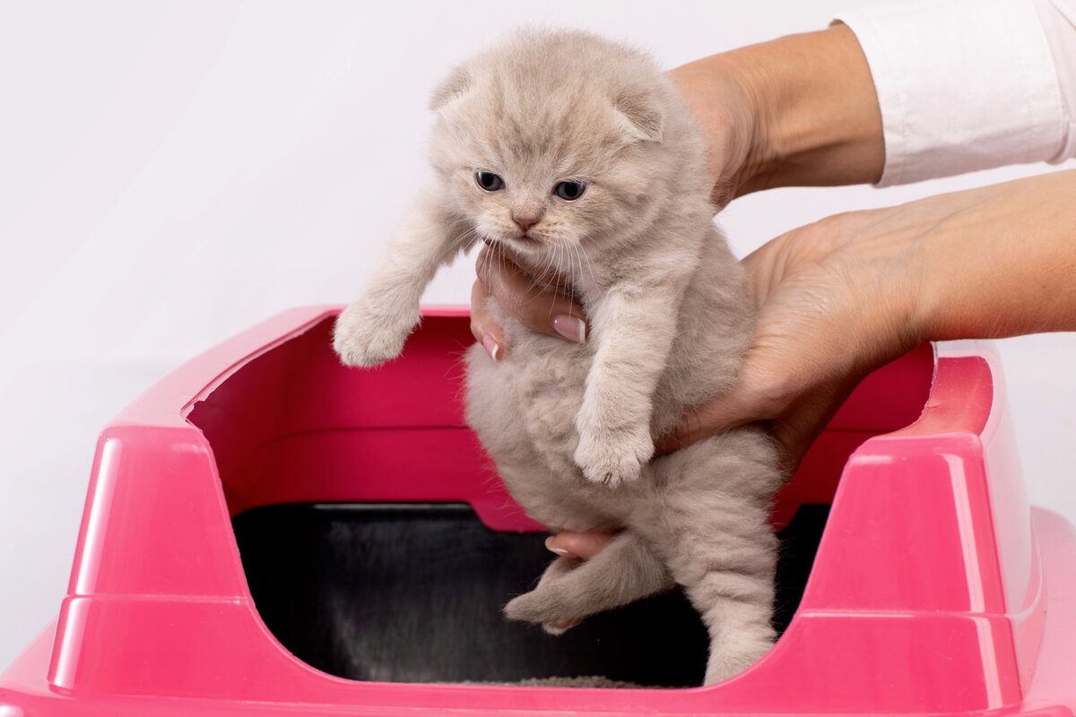 Как приучить кошку к лотку и чем его мыть, чтобы не было едкого запаха |  Приключения натуралиста | Дзен