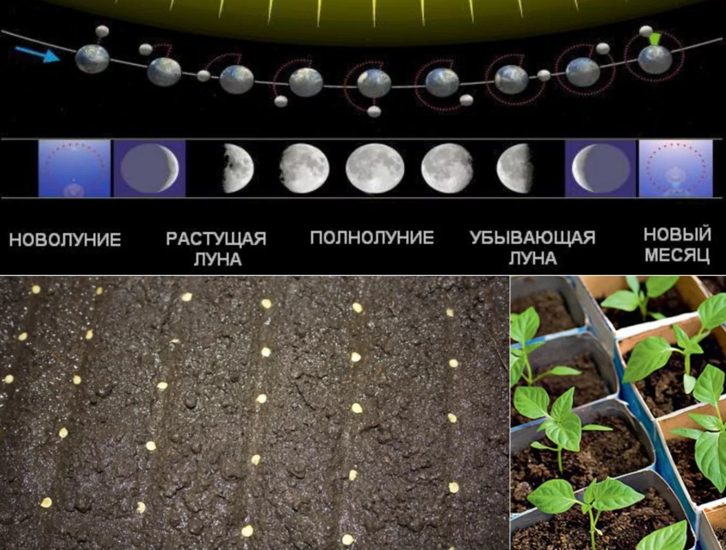Сеять в новолуние. Фазы Луны. Фазы Луны для посадки. Фаза Луны для посадки рассады. Фазы Луны фото.
