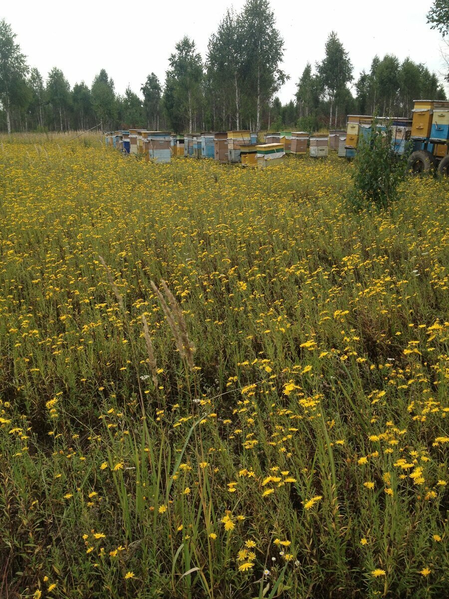 НАША ПАСЕКА