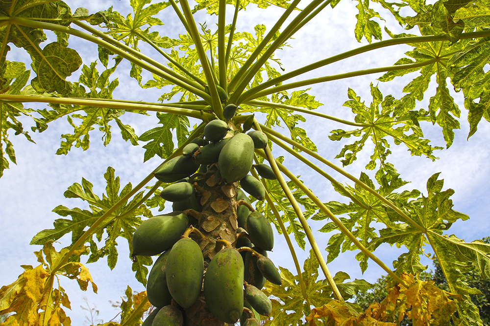 Так растёт папайя, фото автора