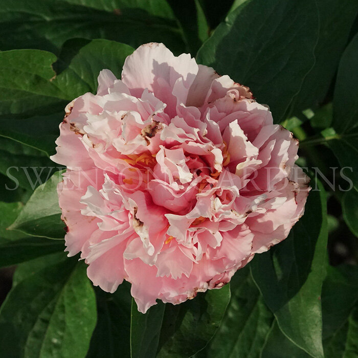 ROGER’S BLUSH (ANDERSON, R.F./SWENSON GARDENS, 2023)