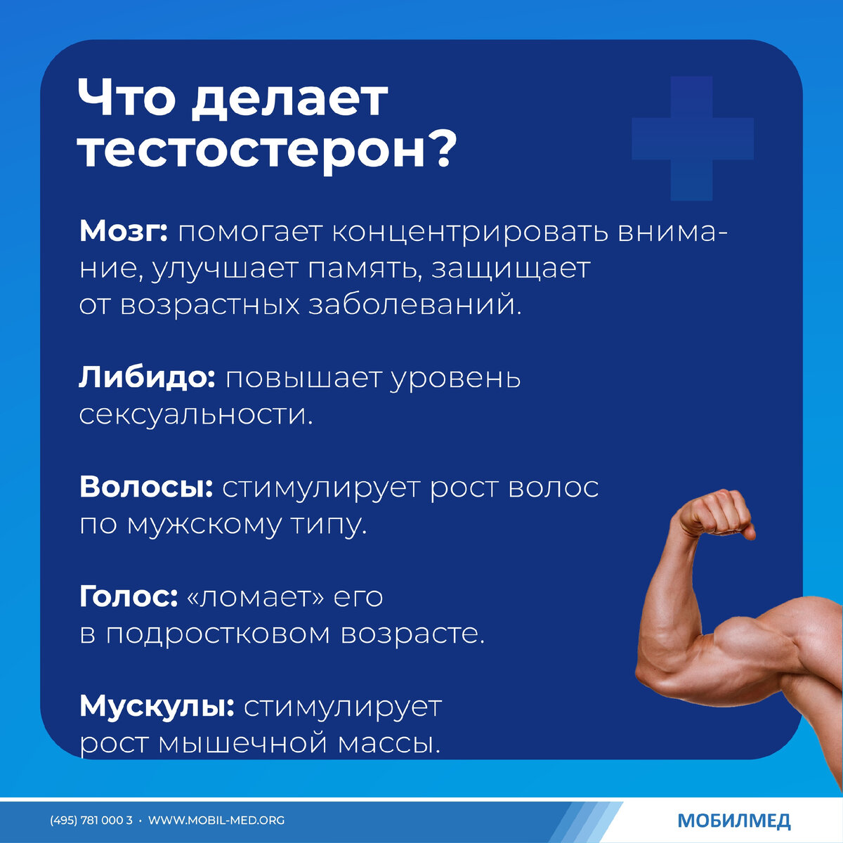 Что такое тестостерон