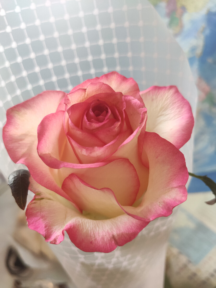 Розочка, правда красивая?