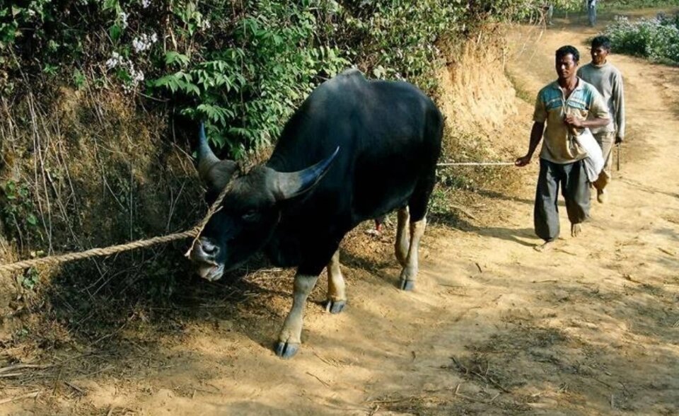 Как ни странно, рабочая корова в Индии