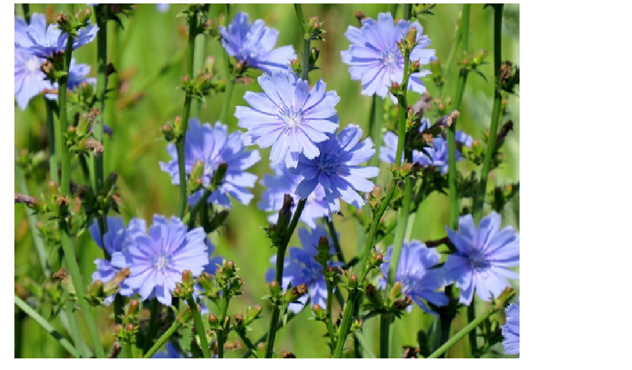 Цикорий в поле