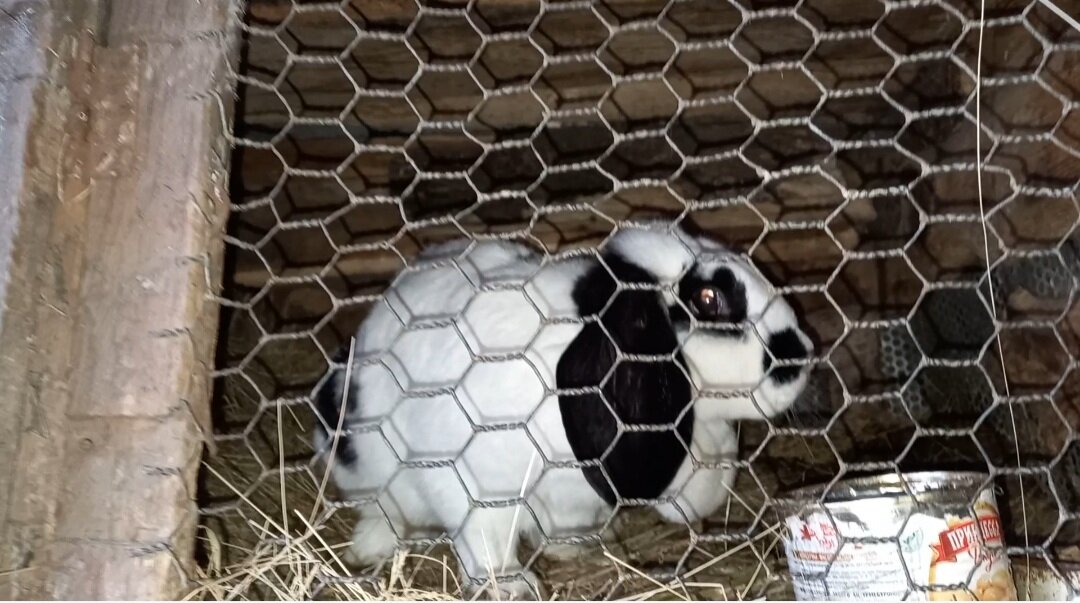 Наша молодая крольчиха, будет кролиться второй раз