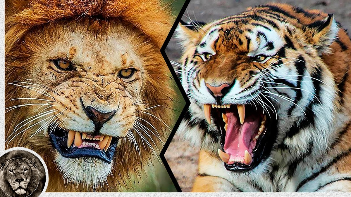 Про лев тигра. Лев против тигра. Амурский тигр против Льва. Амурский тигр против африканского Льва.
