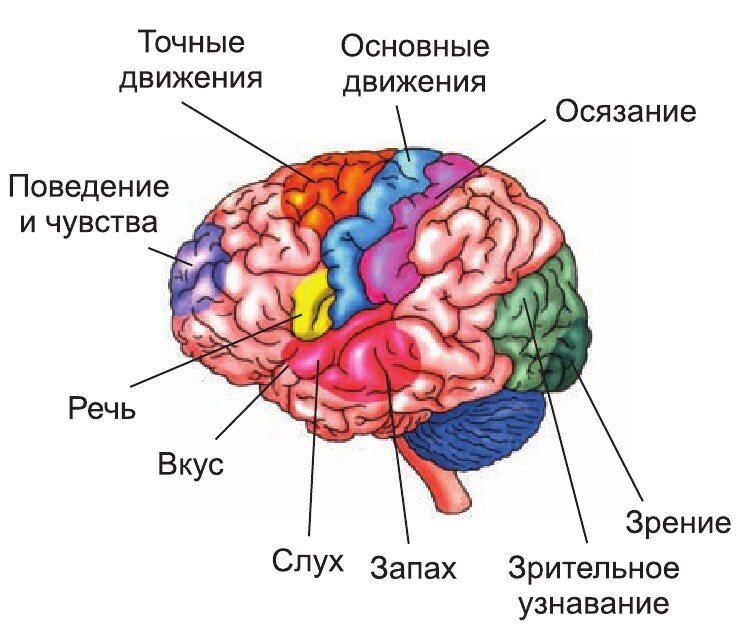 Зоны коры мозга