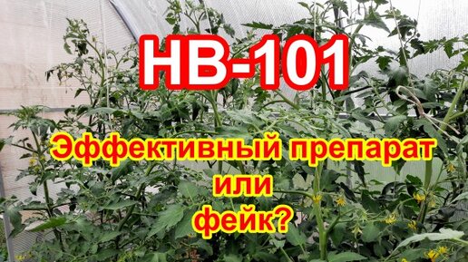 НВ-101. Проверяю, действует ли препарат. Обработка семян