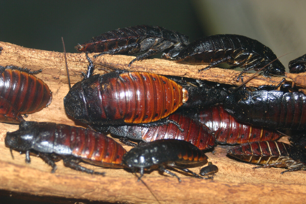 Хвост Ньюс/Мадагаскарский таракан
