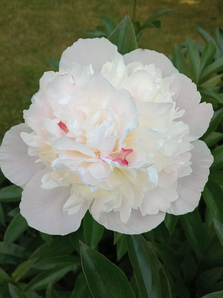 Белый в полном роспуске.