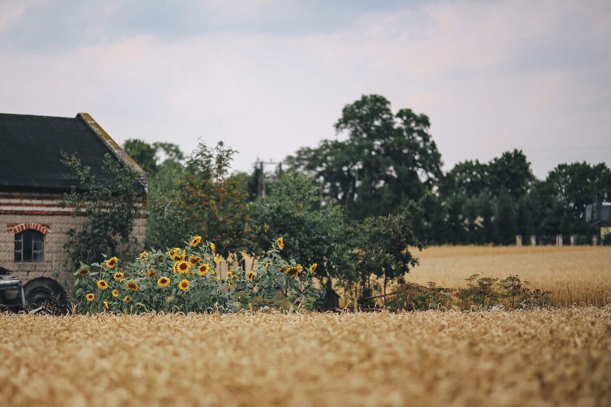      Полевой участок сельхозназначения.