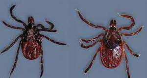 Иксоидные клещи  (источник фото интернет)