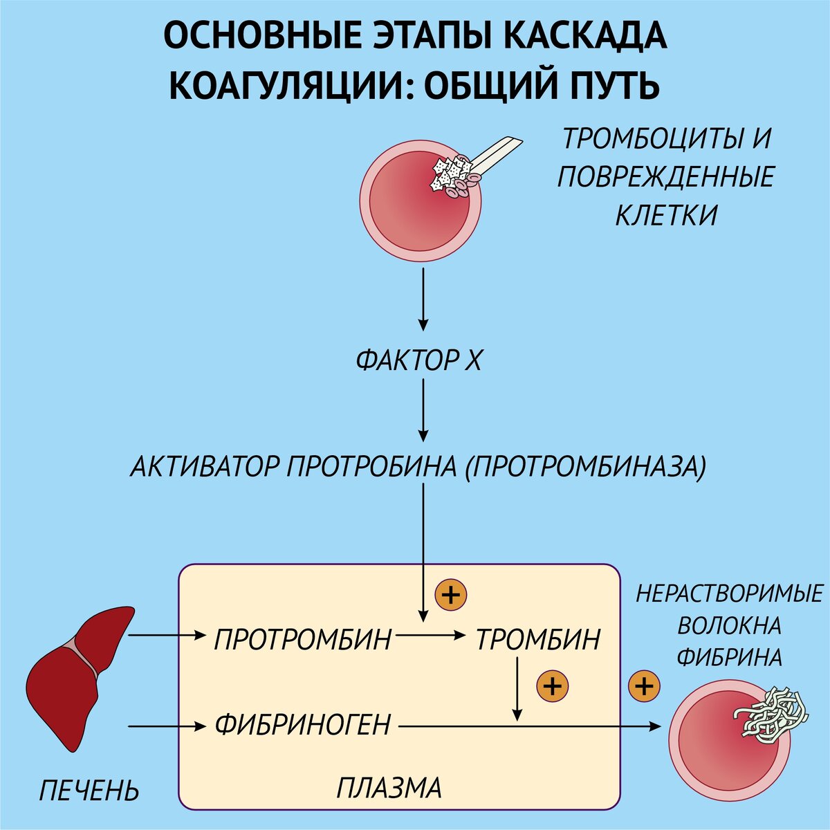 Как печень поддерживает постоянство. Система гемостаза схема. Гемостаз схема свертывание крови. Гемостаз картинки. Тромбоцитарный гемостаз.