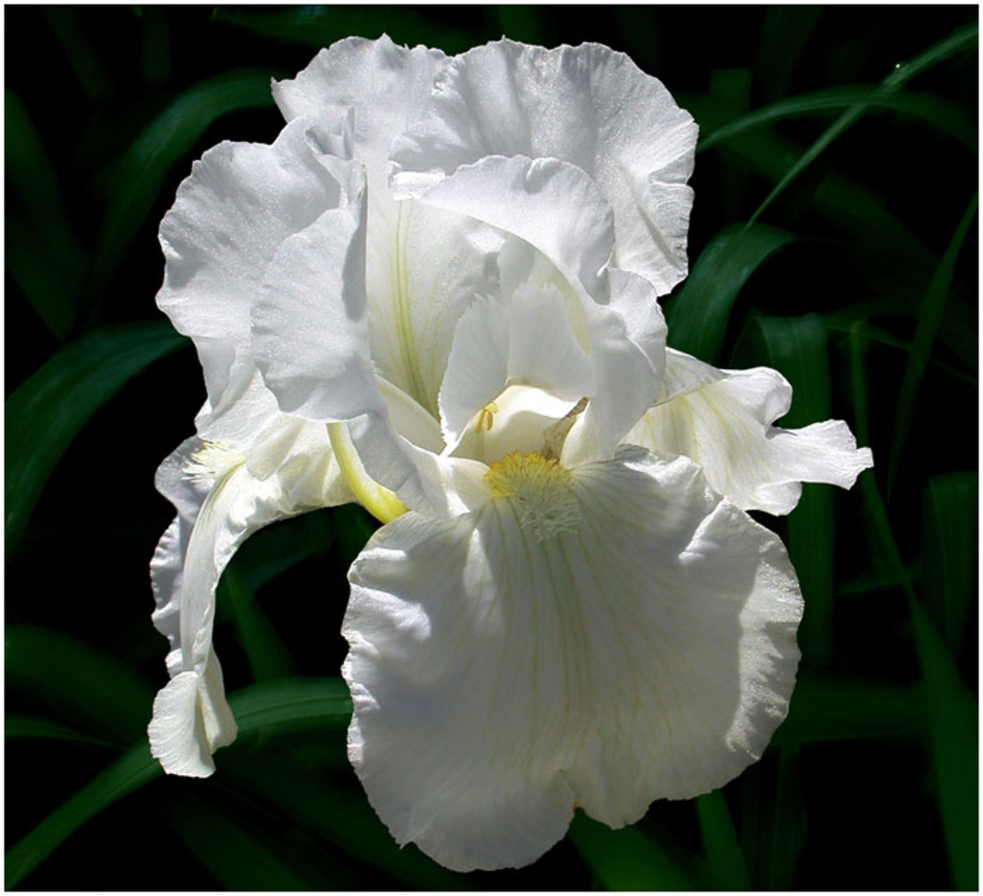 Ирис белый