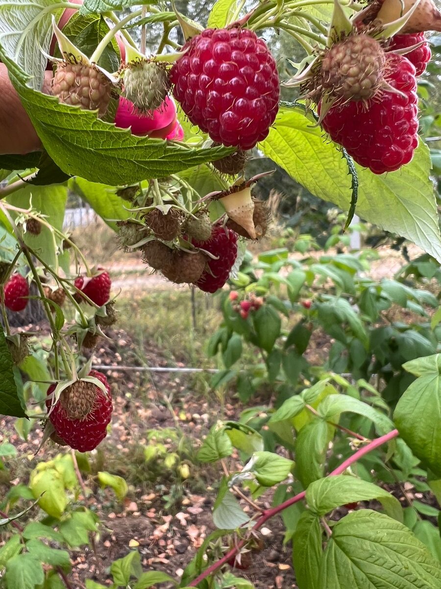 Малинка в октябре. Еще полно зеленых ягод.